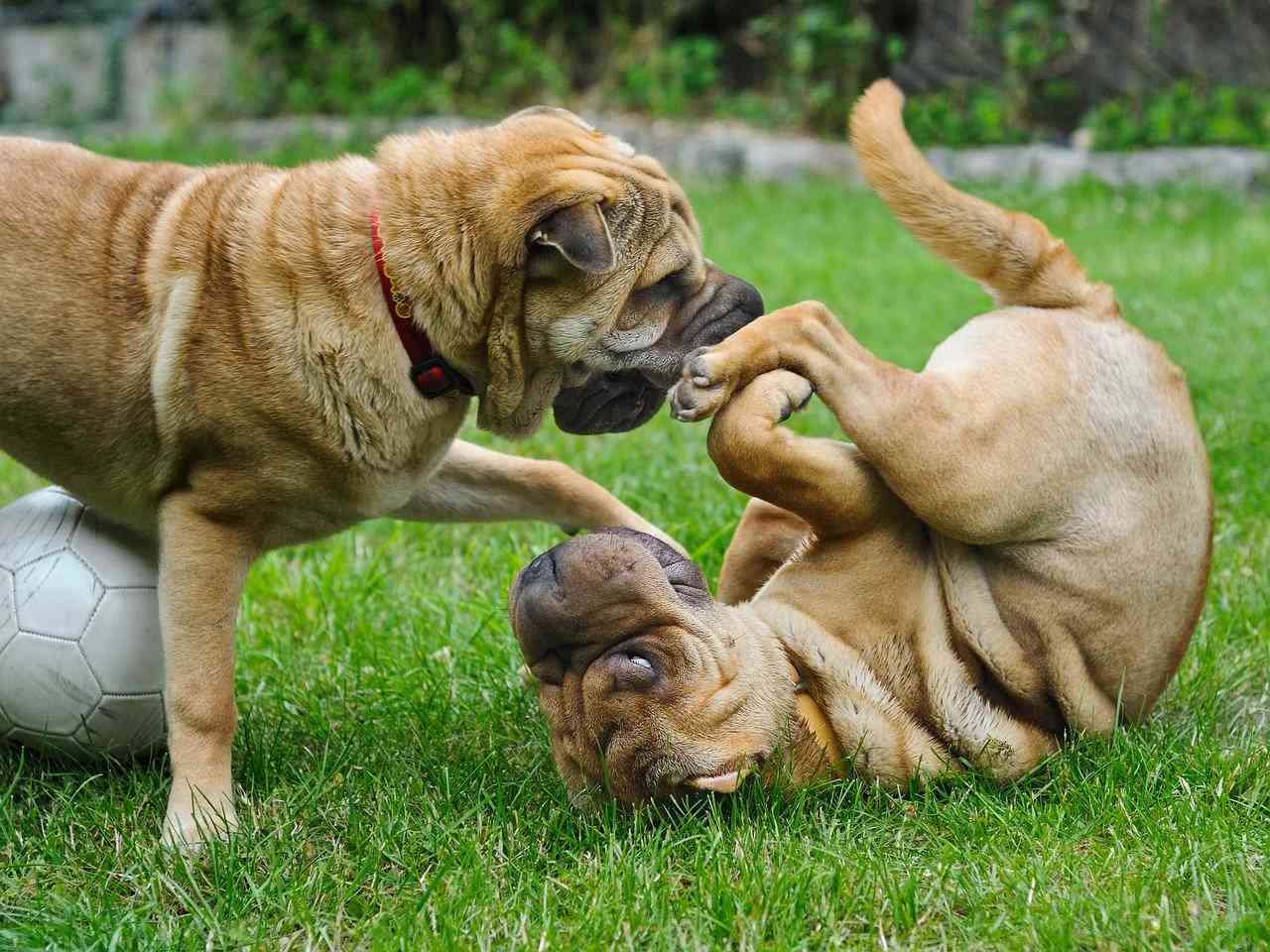 два играющихся шарпея на лужайке — рейтинг лучших собак для квартиры sova.live